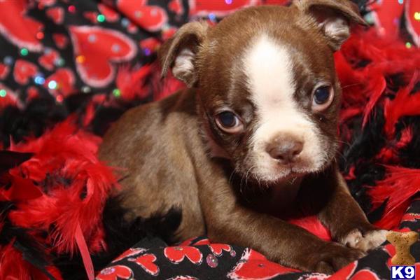 Boston Terrier Puppies