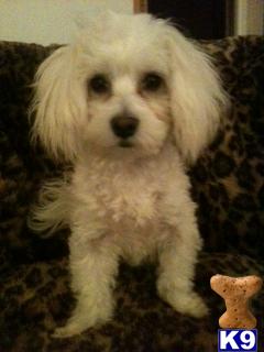 Stud Dogs - Havanese