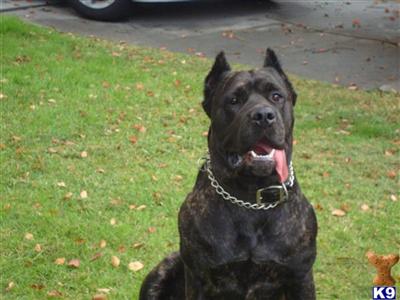 Stud Dogs - Cane Corso