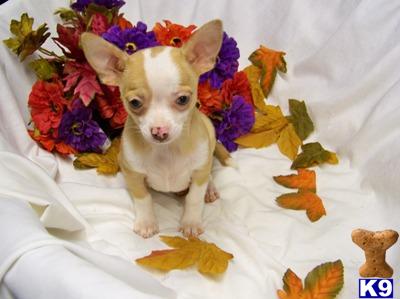 Puppies in OH