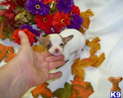 Puppies in OH