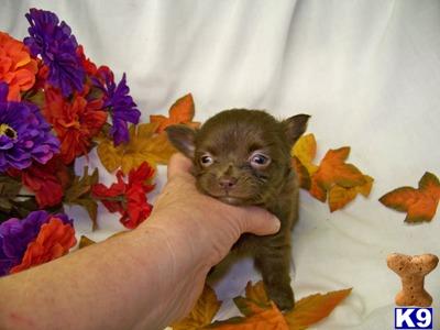 Chihuahua Puppies for Sale