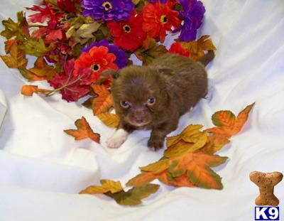 Chihuahua Puppies for Sale