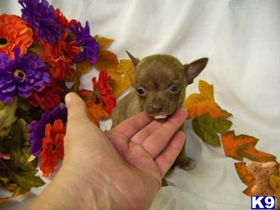 Chihuahua Puppies for Sale
