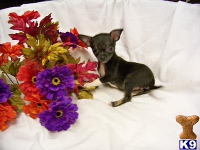 Puppies in OH