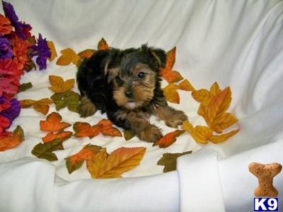 Puppies in OH