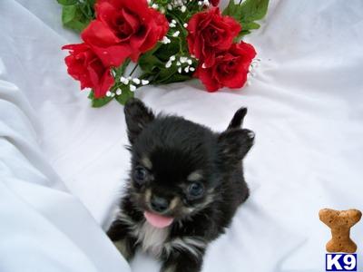 Chihuahua Puppies for Sale
