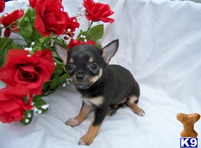 Chihuahua Puppies for Sale
