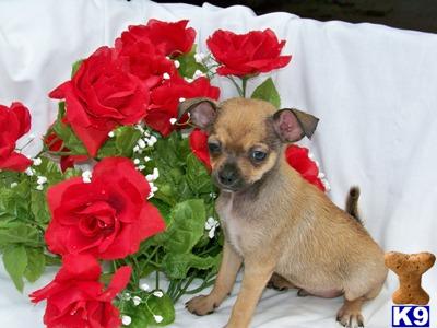 Chihuahua Puppies for Sale