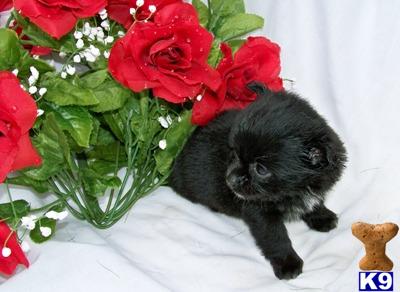 Chihuahua Puppies for Sale