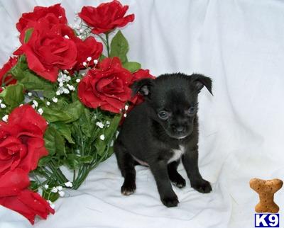 Chihuahua Puppies for Sale