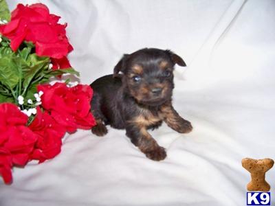 Hypoallergenic Dogs