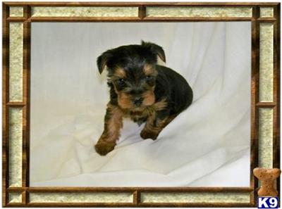 Yorkshire Terrier Puppies for Sale