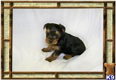 Yorkshire Terrier Puppies for Sale