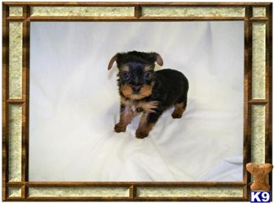 Yorkshire Terrier Puppies for Sale