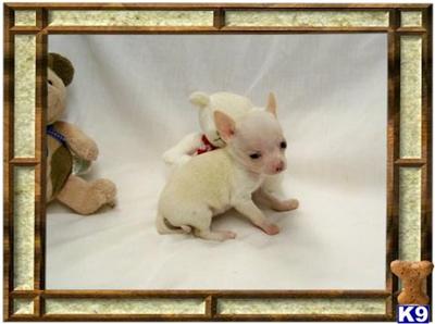 Chihuahua Puppies for Sale