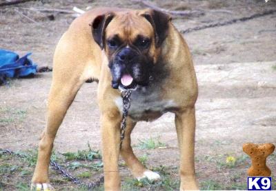 Dogs for Sale