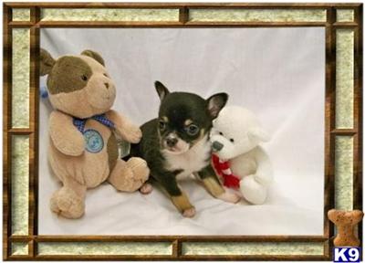 Chihuahua Puppies for Sale