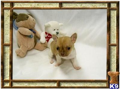 Chihuahua Puppies for Sale