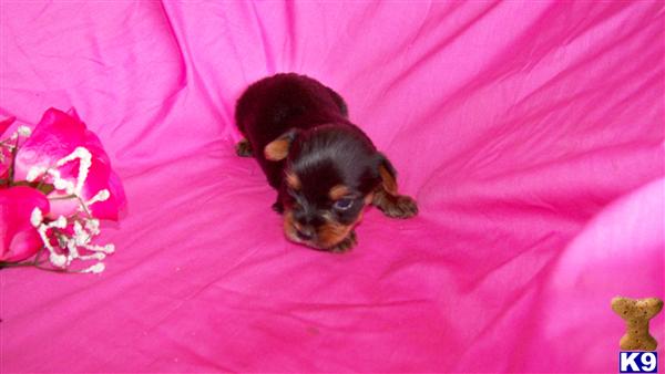 Yorkshire Terrier Puppies for Sale