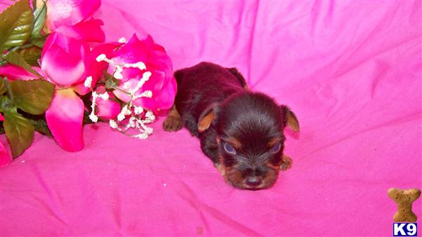 Yorkshire Terrier Puppies for Sale