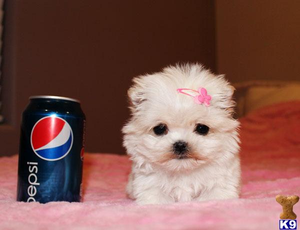Maltese Puppies