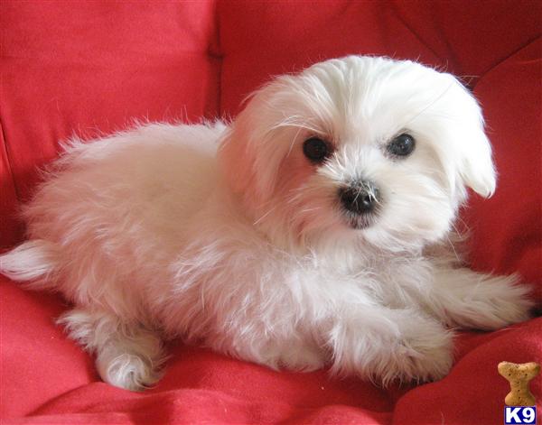 Maltese Puppies