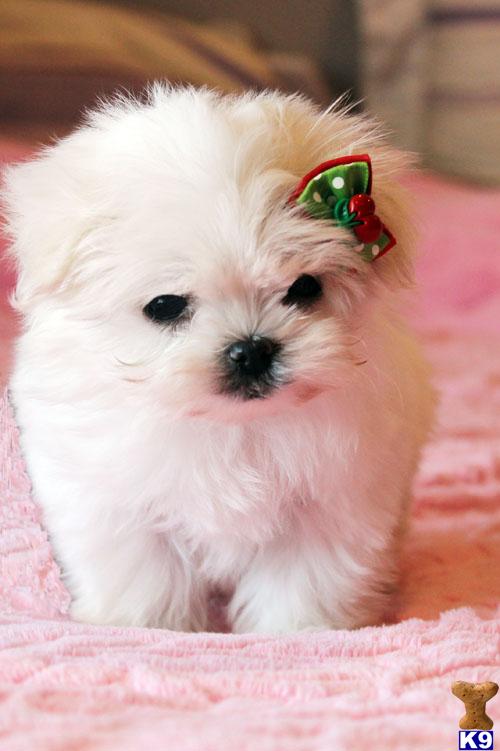 Puppies in CA