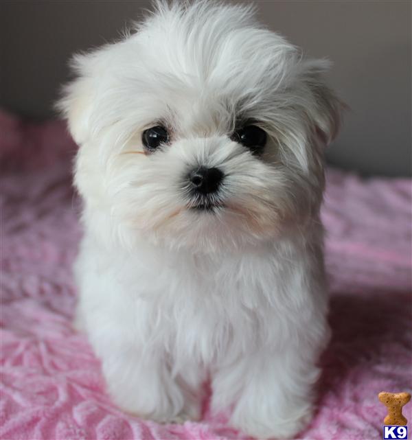 Maltese Puppies in CA