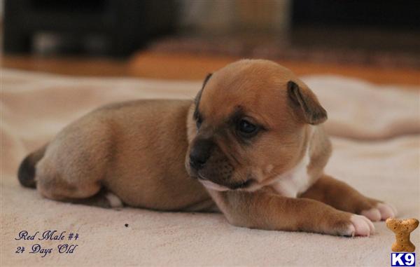 Puppies in VA