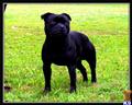 Staffordshire Bull Terrier