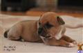 Staffordshire Bull Terrier