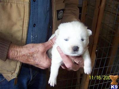 Akita Puppies in MO