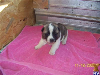 Akita Puppies in MO