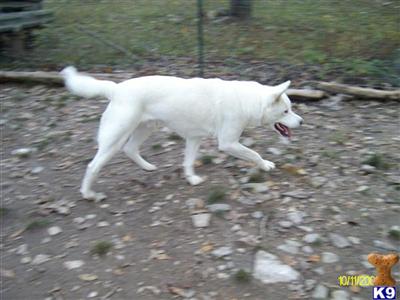 Dogs for Sale in MO