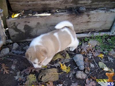 Akita Puppies for Sale