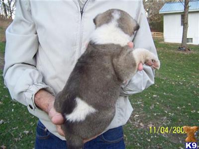 Puppies in MO