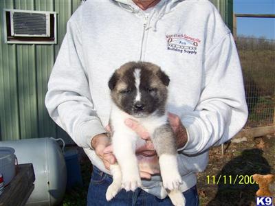 Puppies in MO