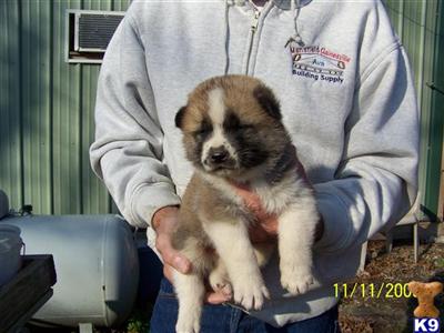 Puppies in MO
