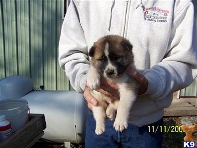 Puppies in MO