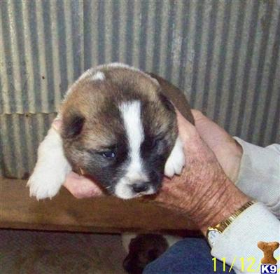 Puppies in MO