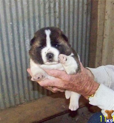 Puppies in MO