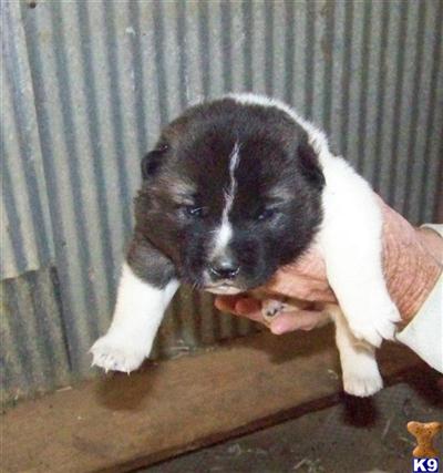 Puppies in MO
