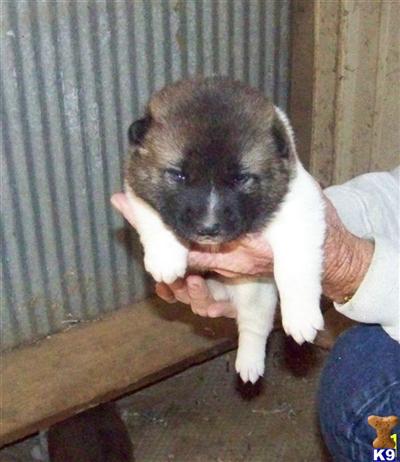 Puppies in MO