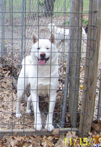 Dogs for Sale in MO