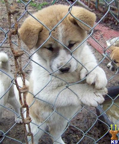 Puppies in MO
