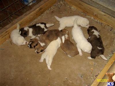 Akita Puppies for Sale