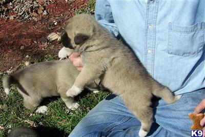 Akita Puppies for Sale