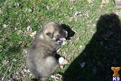 Akita Puppies for Sale