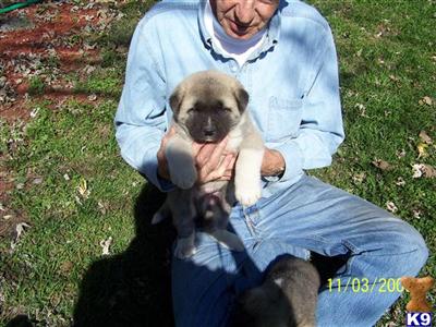 Akita Puppies for Sale